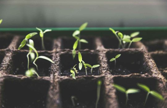 Company Specializing In Software Solutions For Plant Breeding & Variety Testing.2